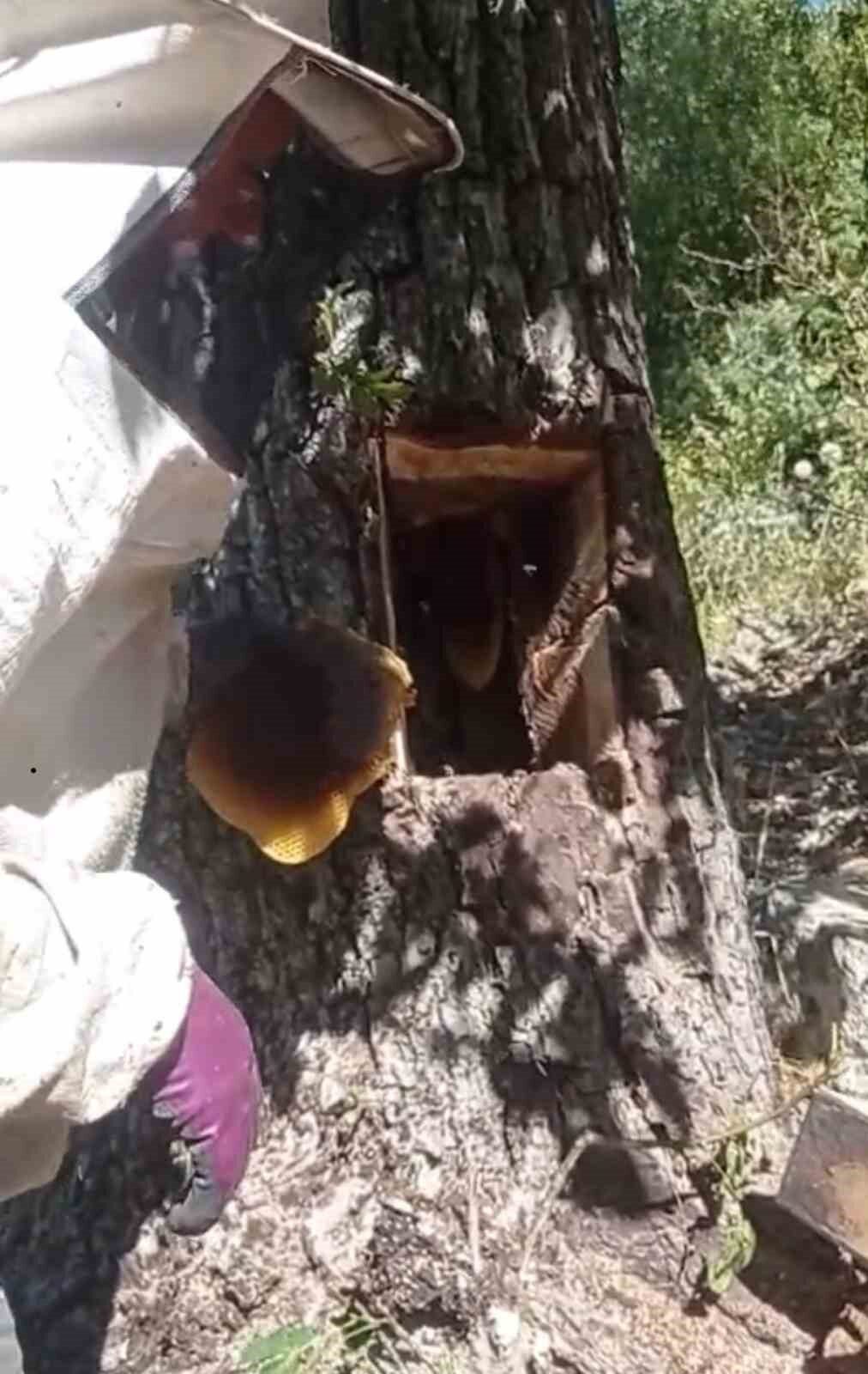 Elazığ’ın Palu ilçesinde arıların izini süren 2 kişi ağaç kovuğundan