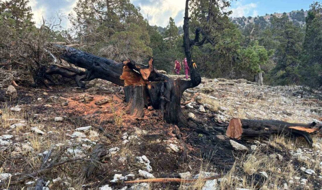 Burdur’un Gölhisar ilçesinde ağaca düşen yıldırım yangına neden oldu. Ekiplerin