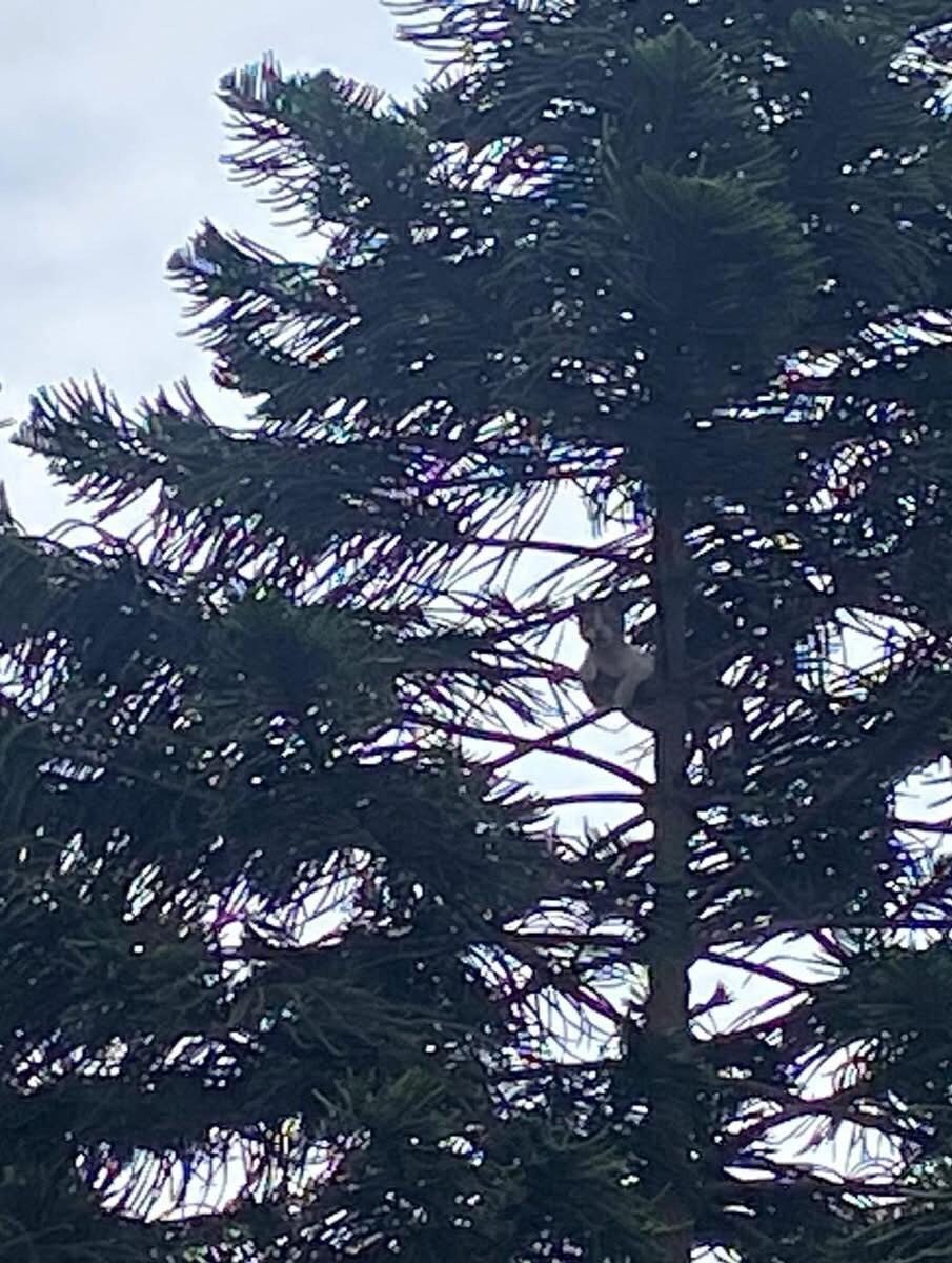 Hatay’ın Payas ilçesinde ağaçta mahsur kalan kedi itfaiye ekiplerinin müdahalesiyle