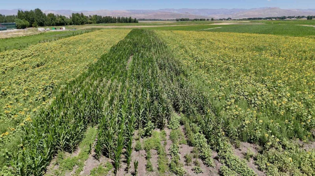 Ağrı’nın Ozanlar köyünde yaşayan Harun Yontar, yüzde 75 hibeli fide