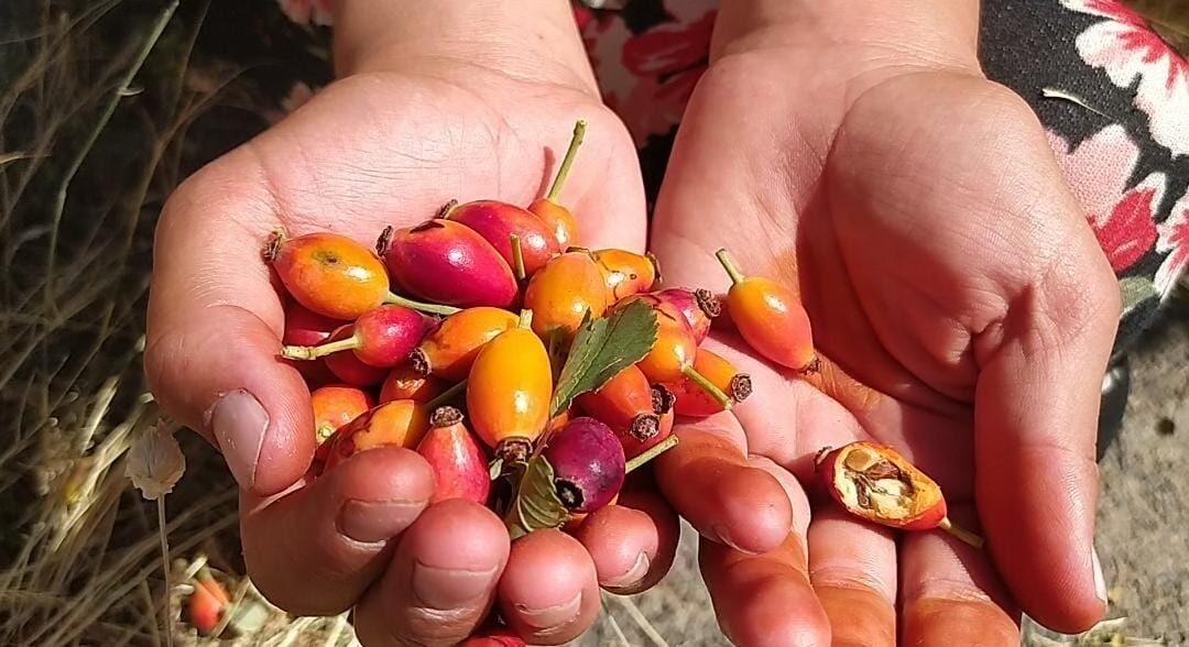Ağrı’nın Patnos ilçesinde kuşburnu sezonu açıldı. Ağrı’nın Patnos ilçesinde dağlık