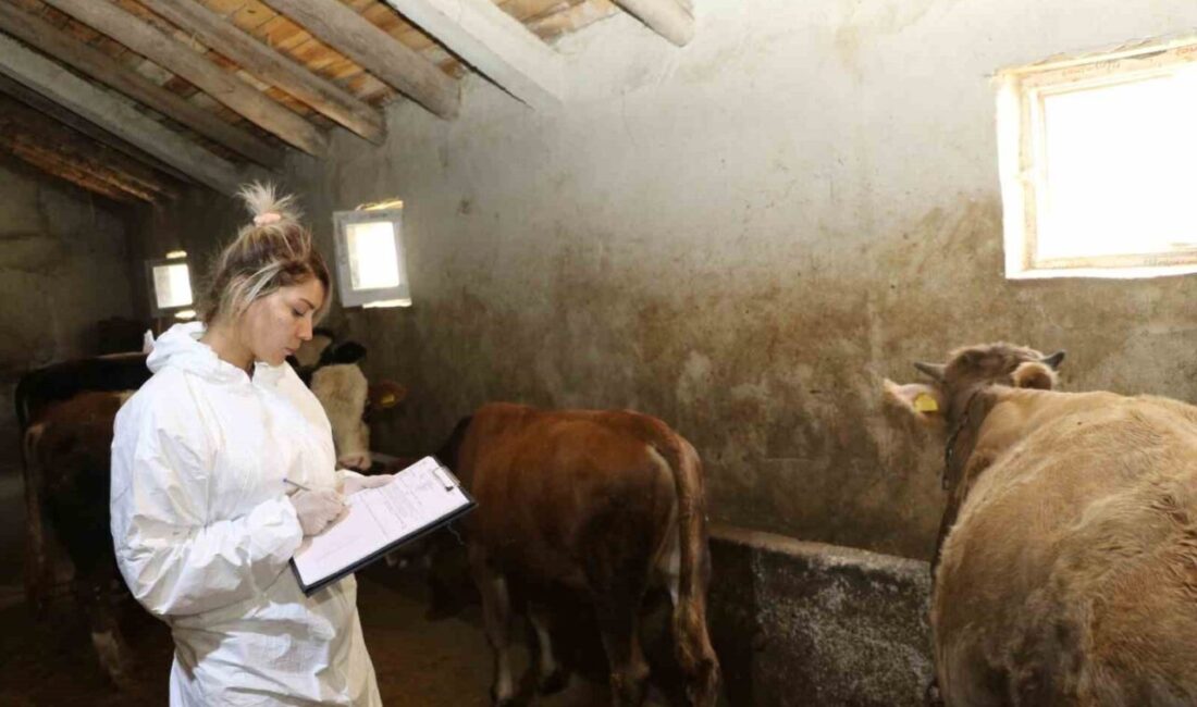 Ağrı’da 1 serotipi şap hastalığına karşı başlatılan aşılama programı kapsamında