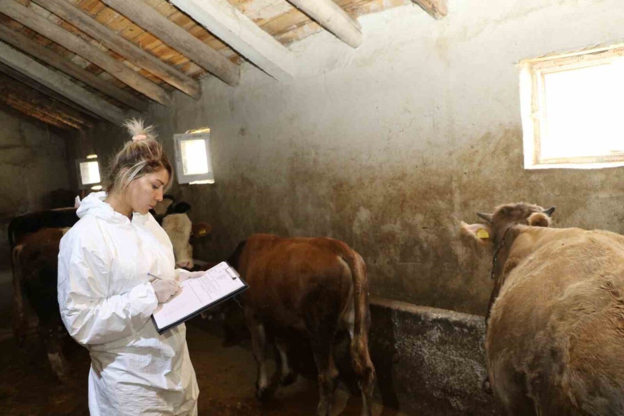 Ağrı’da 1 serotipi şap hastalığına karşı başlatılan aşılama programı kapsamında