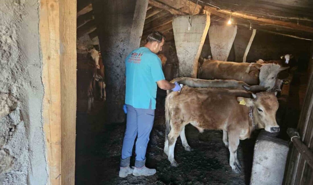 Ağrı İl Tarım ve Orman Müdürlüğü ekipleri, şap hastalığının önlenmesine