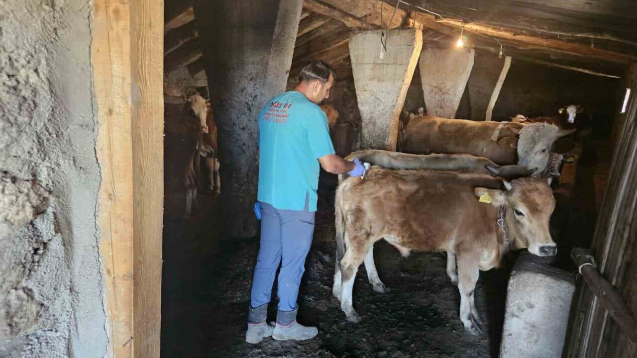 Ağrı İl Tarım ve Orman Müdürlüğü ekipleri, şap hastalığının önlenmesine