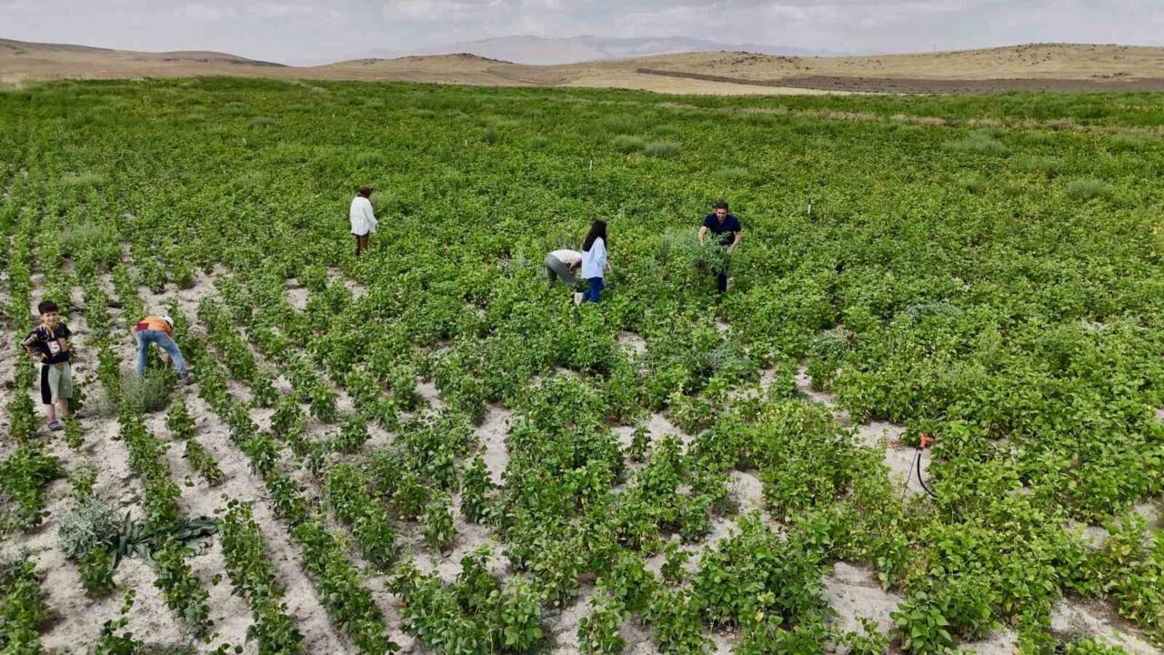 Tarım ve Orman Bakanlığı’nca Ağrı’da çiftçilere yüzde 75 hibe desteğiyle