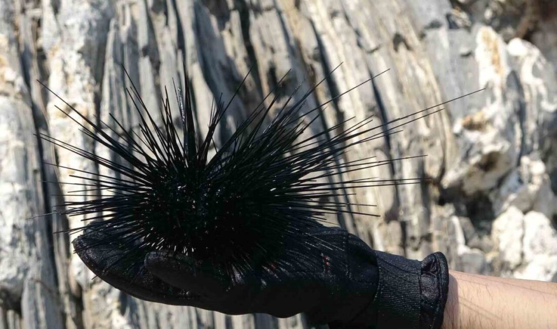 Türkiye’nin önemli turizm bölgelerinden Mersin’de, önceki yıllara kadar sürekli artış