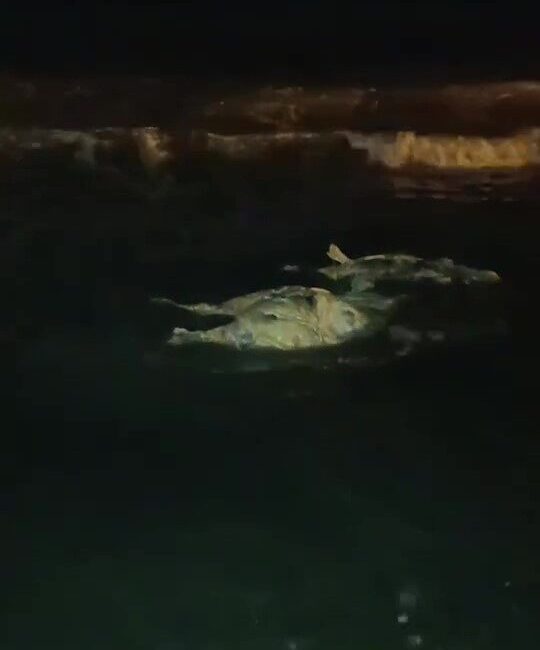 Hatay’da sahilde telef olmuş halde angus bulundu. Angusun sevkiyat esnasında