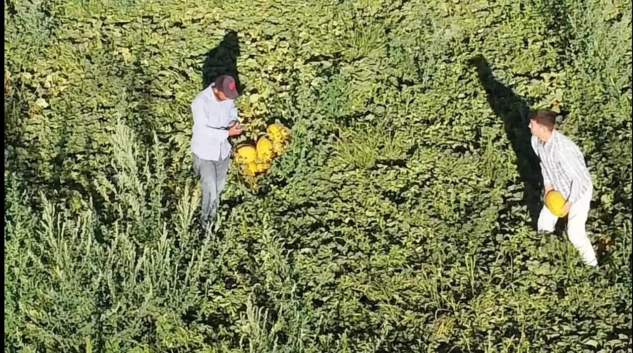 Aksaray’ın Sultanhanı ilçesinde alternatif tarım ürünü olarak ekilen kavun ve