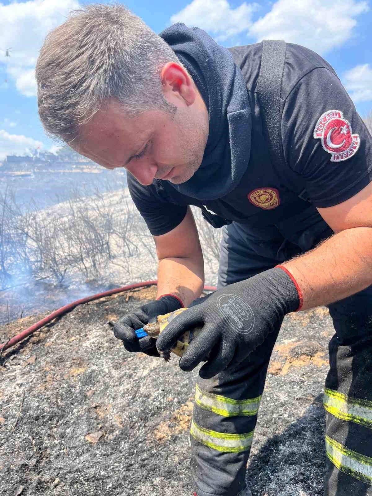 Kocaeli’nin Derince ilçesinde çıkan yangında kaplumbağayı kurtaran ve ona su