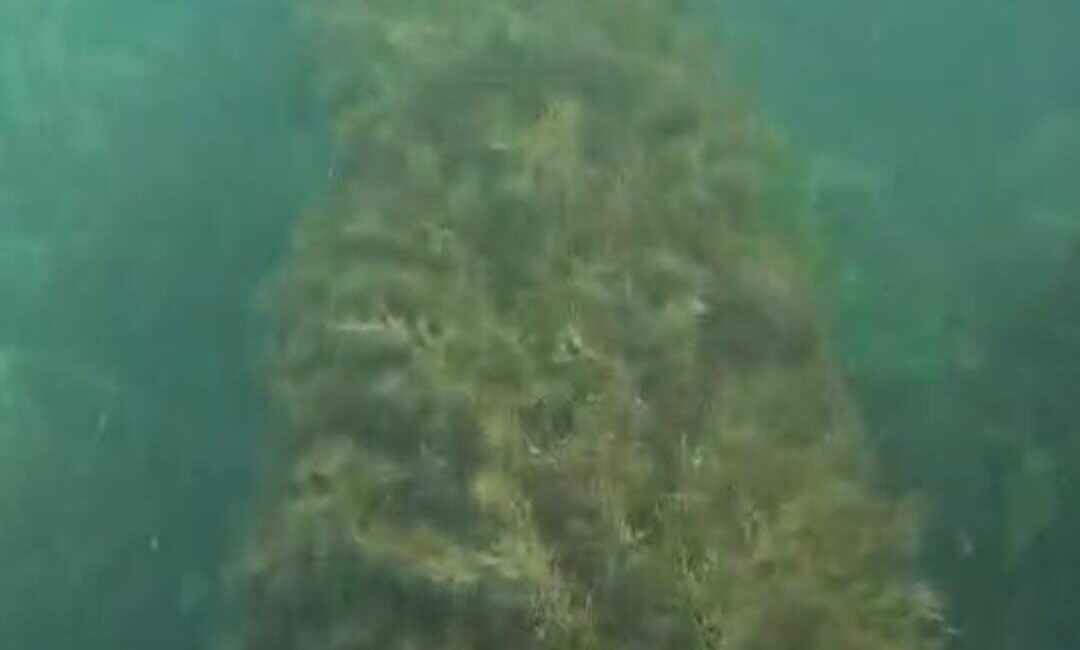 Çevre Şehircilik ve İklim Değişikliği İl Müdürlüğü denizine dökülen kanalizasyon