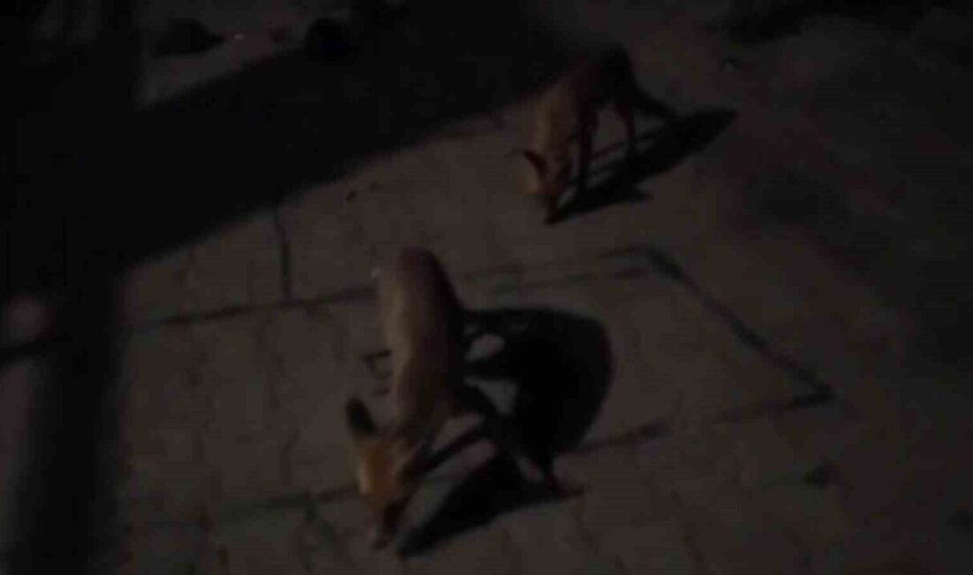 Amasya’da bir çiftçi, aç kaldıkları için her akşam evinin bahçesine