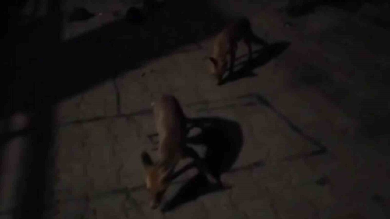 Amasya’da bir çiftçi, aç kaldıkları için her akşam evinin bahçesine