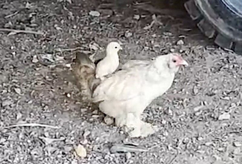 Tamirci dükkanında beslenen civcivin anne sırtındaki gezintisi gülümsetti. Hobi olarak