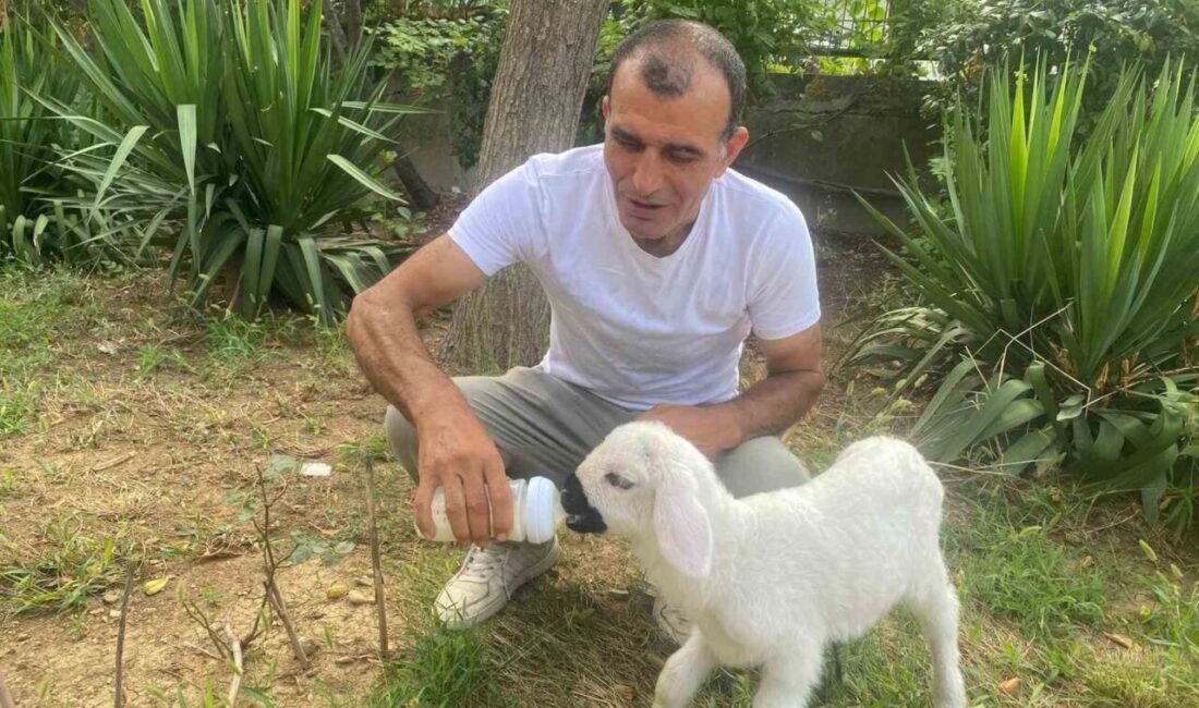 Üsküdar’da yaşayan hayvansever Rasim Yurdagelen, annesini kaybeden 12 günlük yavru