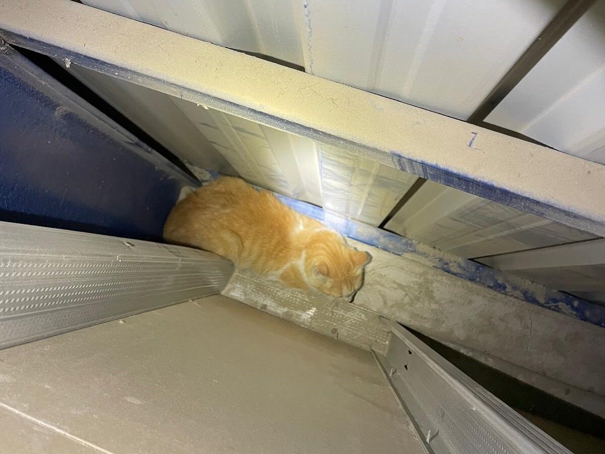 Hatay’da bir marketin boşluğuna düşerek, duvar arasında mahsur kalan kediyi