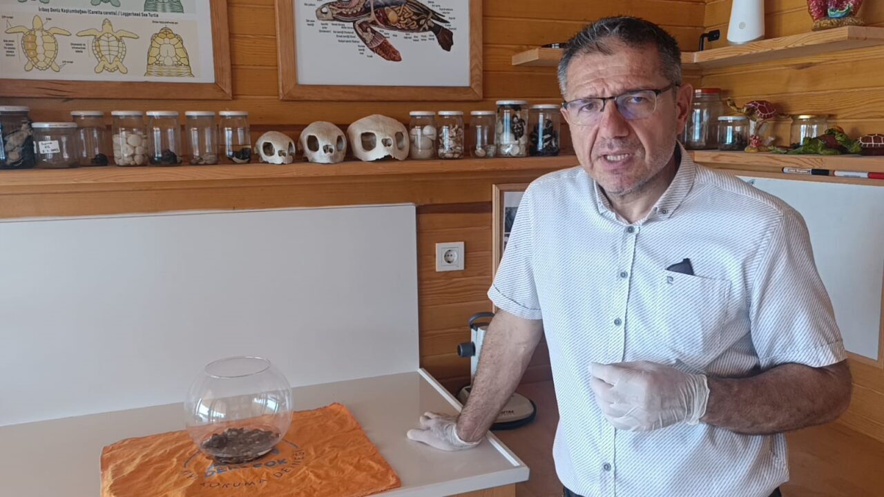 Antalya’nın Manavgat ilçesinde yürütülen deniz kaplumbağası izleme çalışmaları sırasında nadir