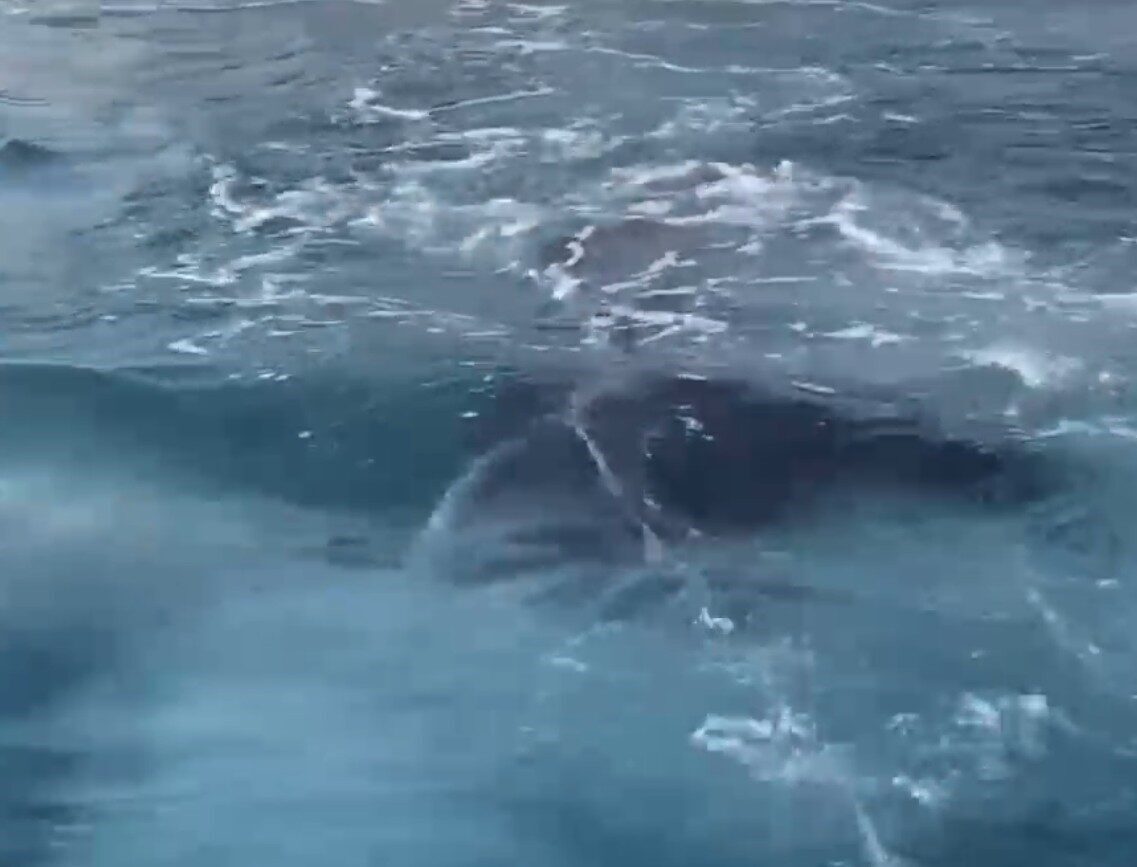 Antalya’nın Demre ilçesinde kayalıkların arasına giren yavru balina, ölmek üzereyken