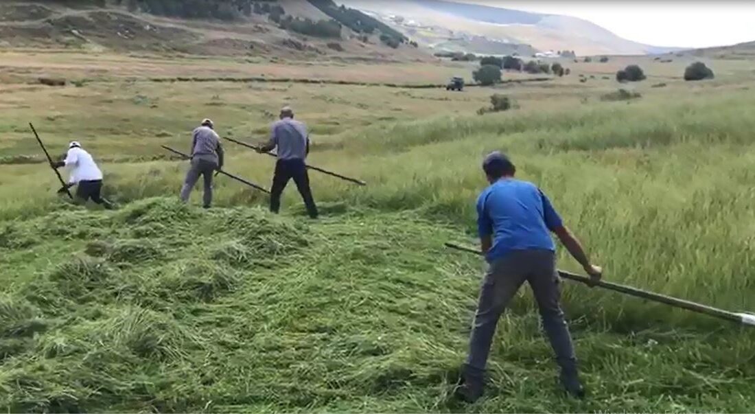 Ardahan’ın dağlık köylerinde çiftçilik yapanlar, biçerdöverin giremediği yüksek kesimlerdeki meralarda