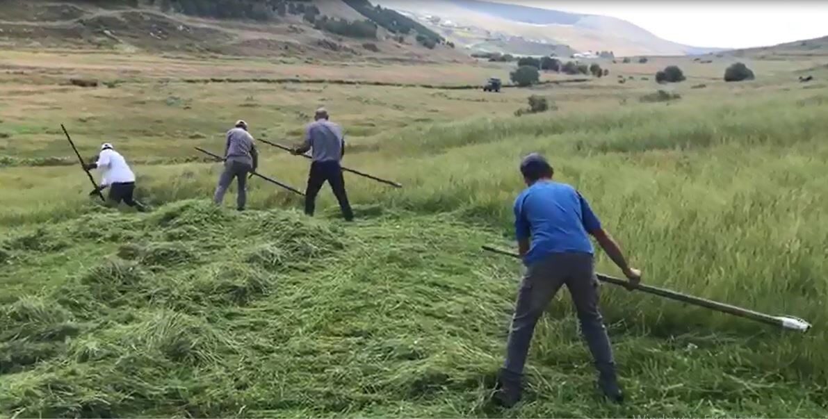 Ardahan’ın dağlık köylerinde çiftçilik yapanlar, biçerdöverin giremediği yüksek kesimlerdeki meralarda