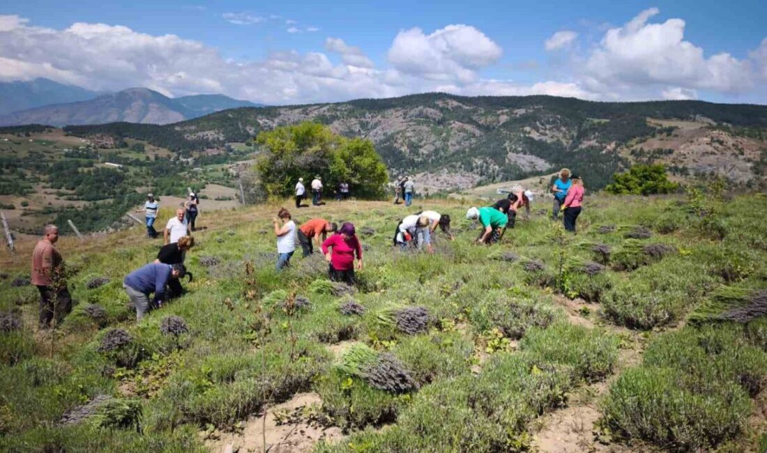 Artvin’in Ardanuç ilçesinde Ardanuç Kadın Girişim Üretim ve İşletme Kooperatifi