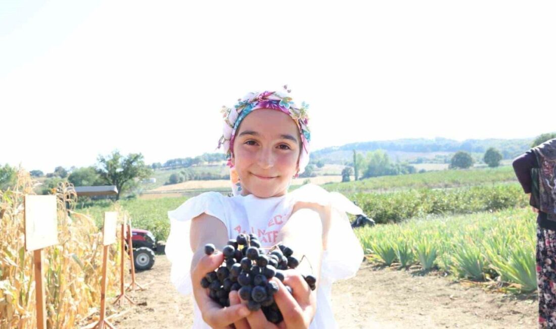 Çanakkale, Türkiye genelinde aronya yetiştiriciliğinde 3’üncü sırada yer alıyor. 2025