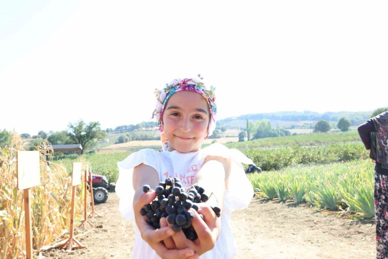 Çanakkale, Türkiye genelinde aronya yetiştiriciliğinde 3’üncü sırada yer alıyor. 2025