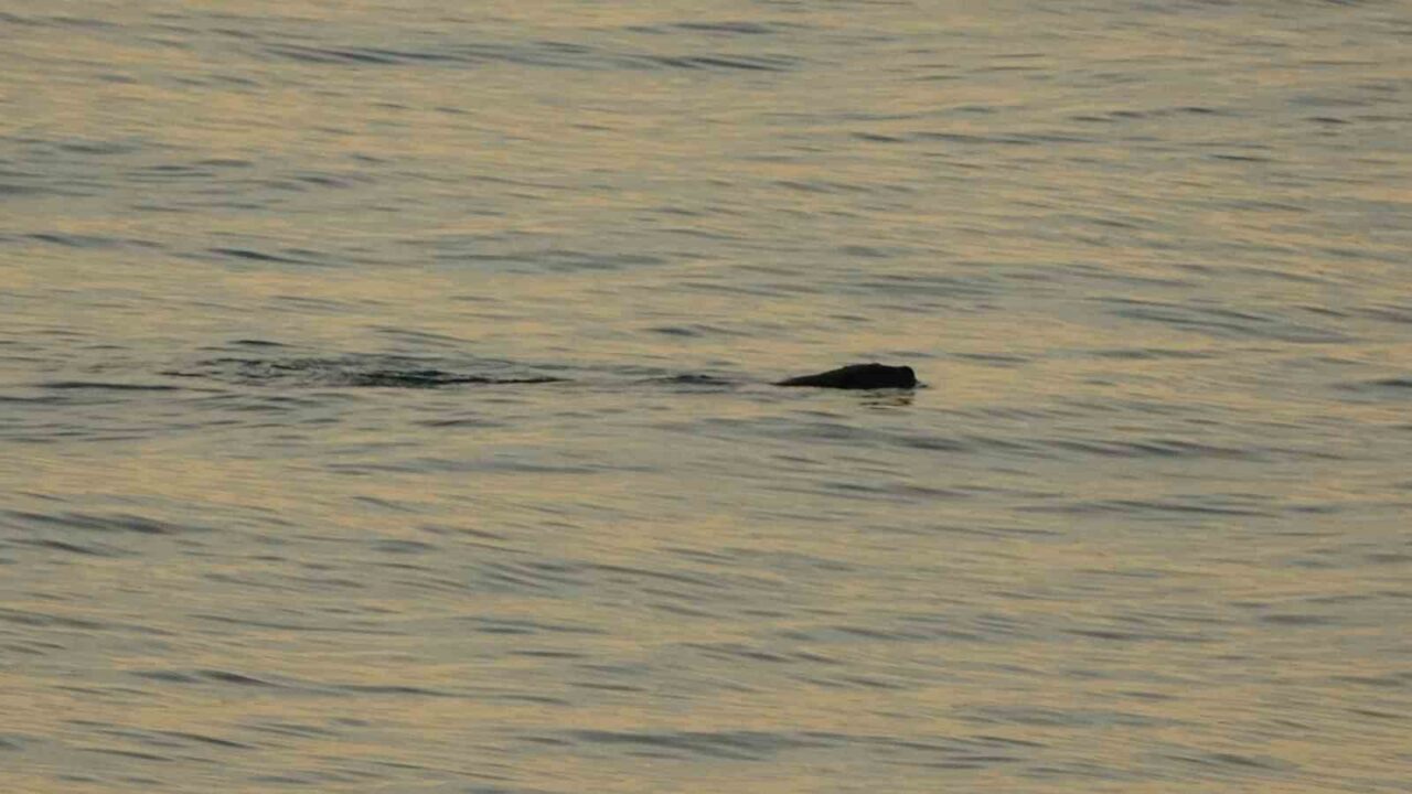 Trabzon’un Ortahisar ilçesi Faroz Limanı çevresinde sahile kadar yanaşan su