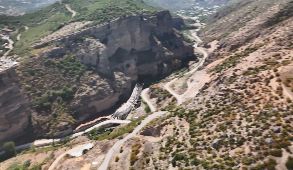 Artvin’in Ardanuç ilçesinde dron kamerası, gökyüzünde süzülen bir akbabayı görüntüledi.