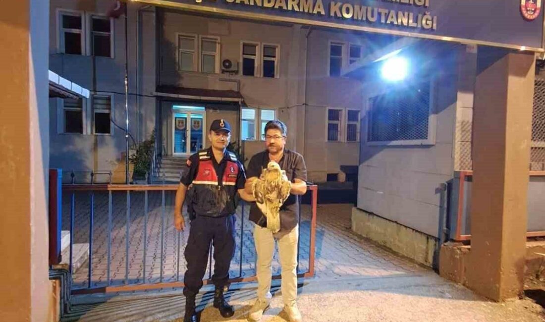 Artvin’in Kemalpaşa ilçesinde devriye görevi yürüten jandarma ekipleri tarafından ayağından