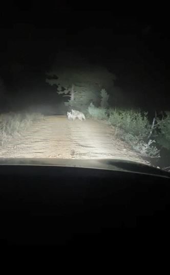 Artvin’de yayla yolunda ayı ve yavrusu görüntülendi. Sürücü, anne ayının