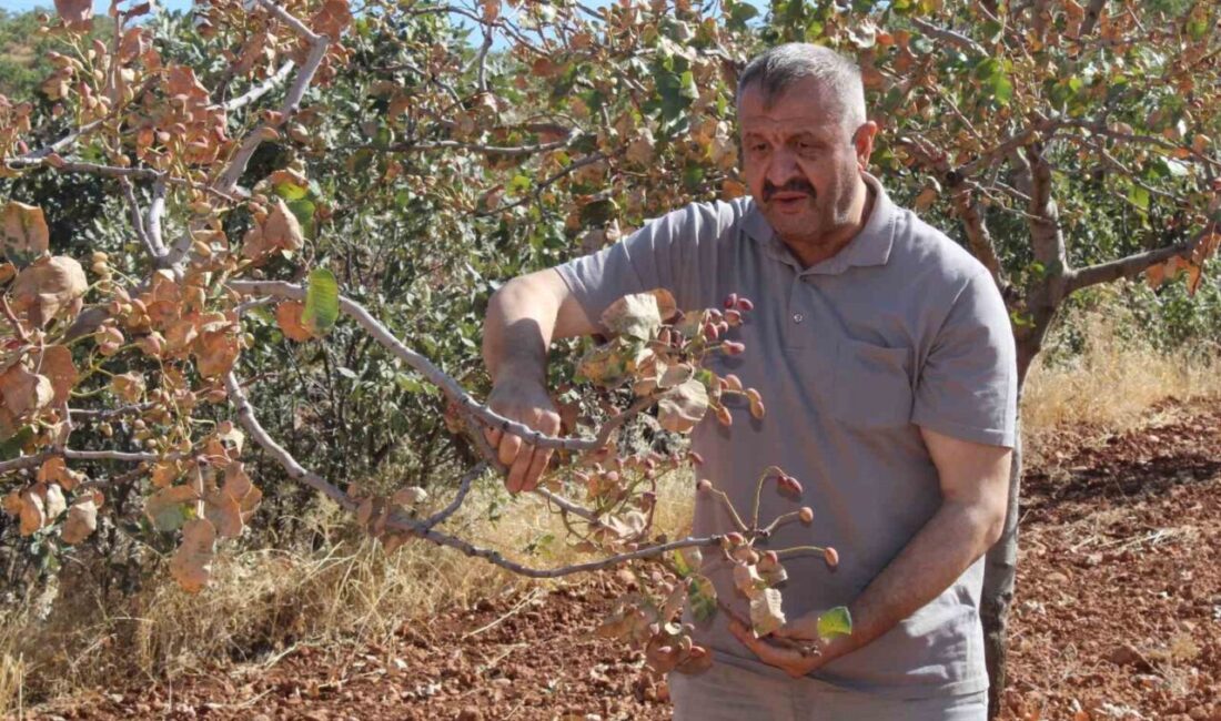 Siirt’te etkili olan aşırı sıcaklar fıstık ağaçlarını olumsuz etkiledi. Kentin