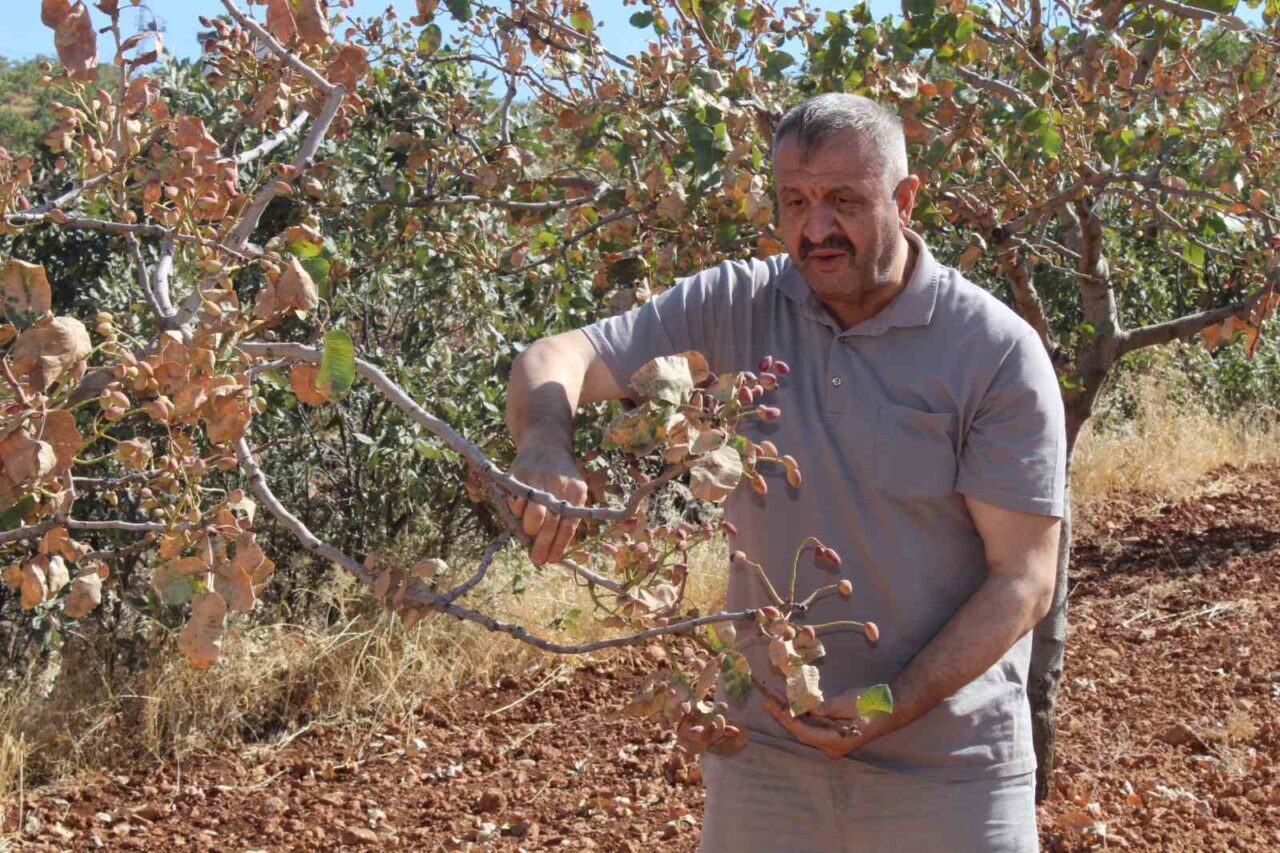 Siirt’te etkili olan aşırı sıcaklar fıstık ağaçlarını olumsuz etkiledi. Kentin