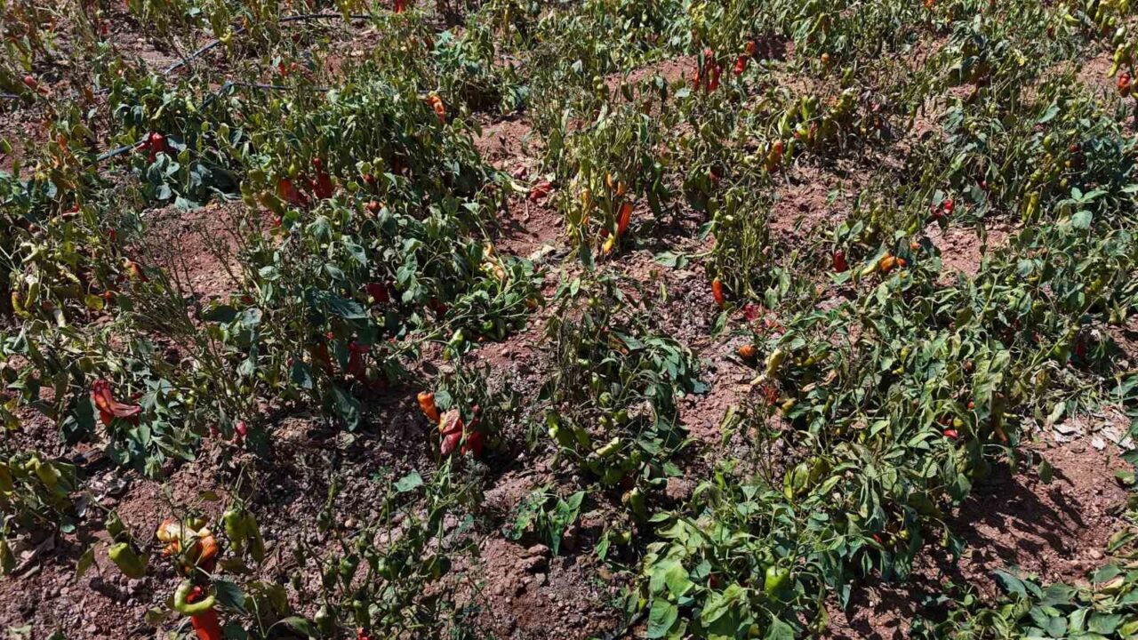 Türkiye’nin en sıcak illerinden Adana’da, tarlalarda yetişen kırmızı kapya biberler,