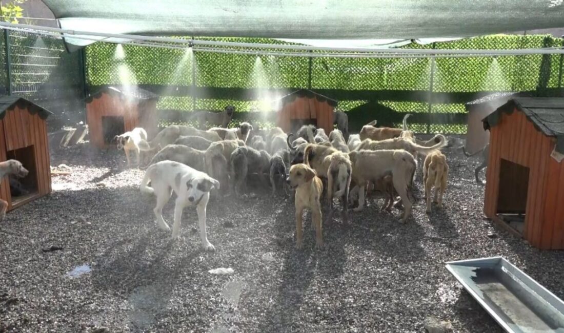 Adıyaman’ın Kahta ilçe Belediyesi, aşırı sıcaklar nedeniyle barınaktaki köpekler için