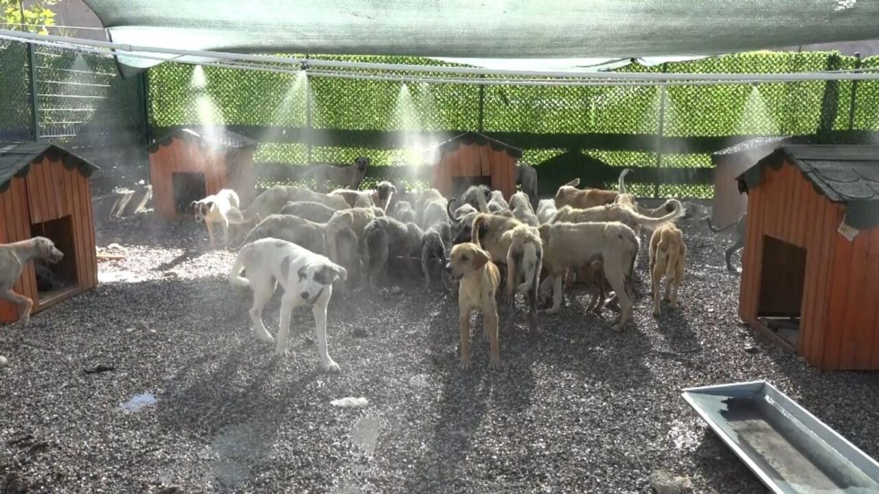 Adıyaman’ın Kahta ilçe Belediyesi, aşırı sıcaklar nedeniyle barınaktaki köpekler için