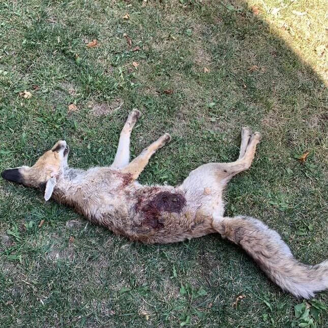 Eskişehir’de av bölgesi olmayan bir mahallede tüfekle vurulduğu iddia edilen