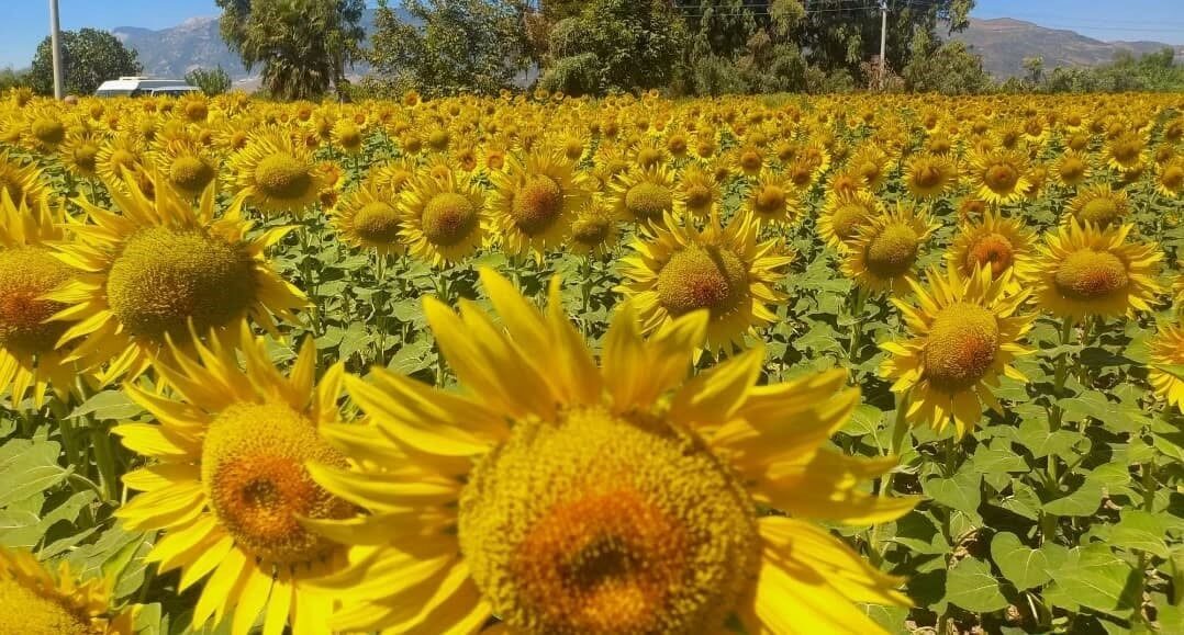 Aydın’da pamuk yerine alternatif ürün olarak öne çıkan ayçiçeğinde hasat