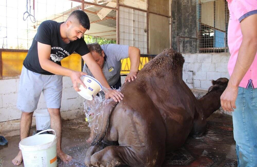 Yılın en sıcak günlerinin yaşandığı Aydın’da çöl hayvanı olarak bilinene