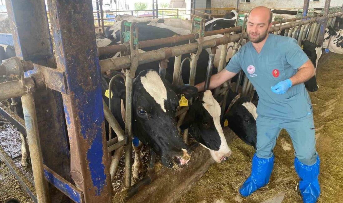 Aydın’da 17 ilçede şap hastalığına karşı aşılama çalışmaları devam ederken,