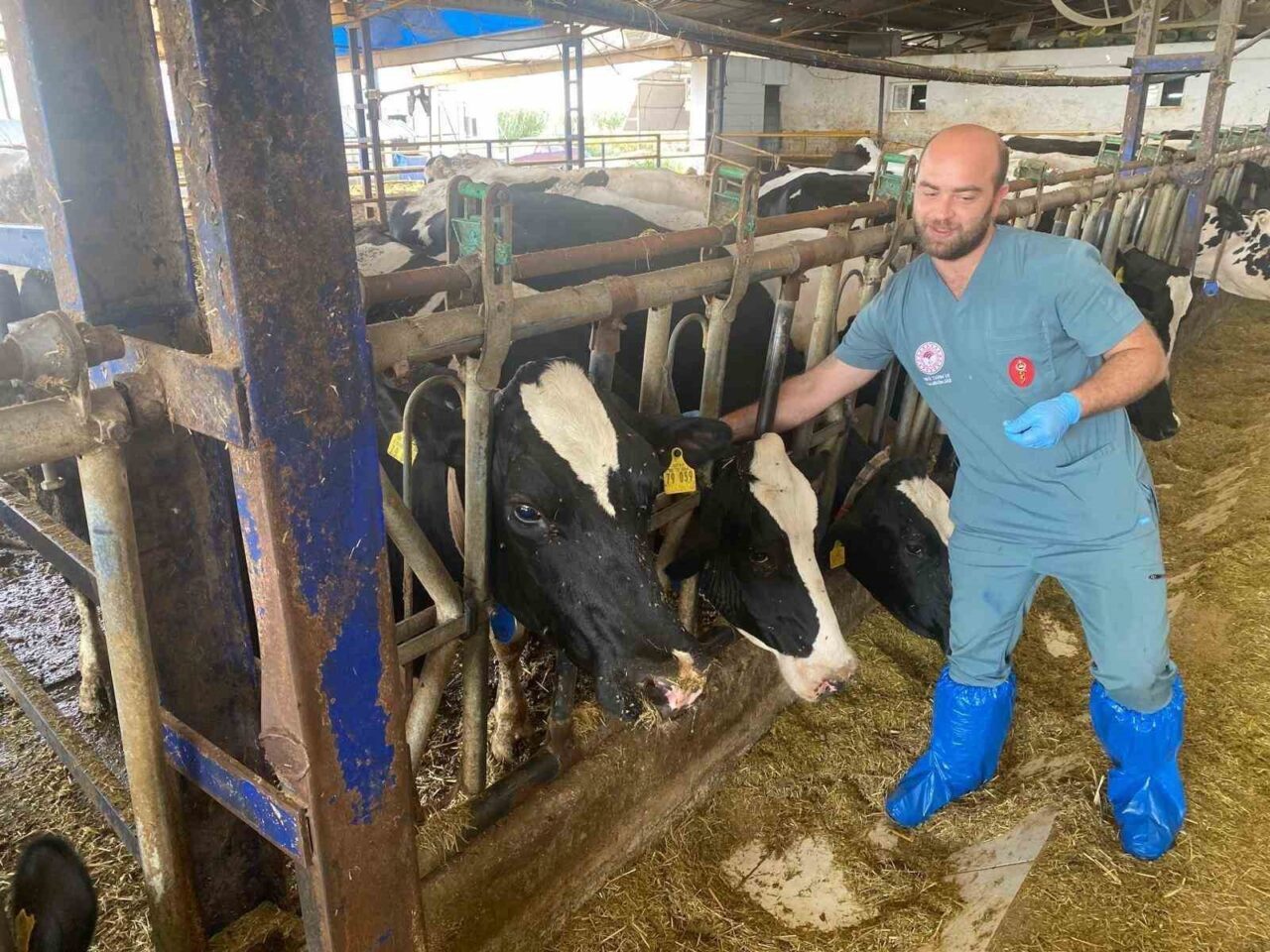 Aydın’da 17 ilçede şap hastalığına karşı aşılama çalışmaları devam ederken,