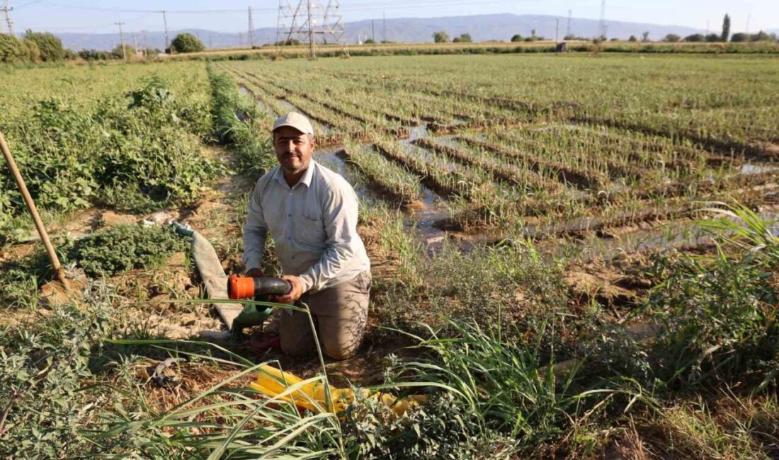 Türkiye’de sulu tarımın en önemli merkezlerinden biri olan Aydın ovasında
