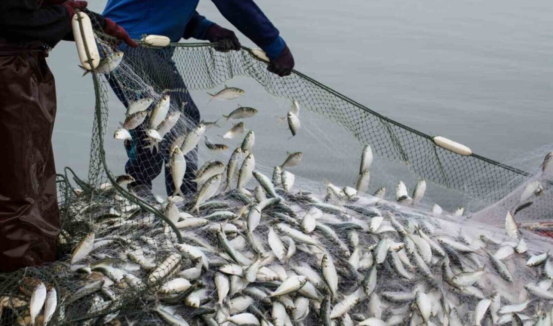 Aydın’da 2025-2026 su ürünleri av sezonu, Kuşadası Balıkçı Barınağı’nda düzenlenecek