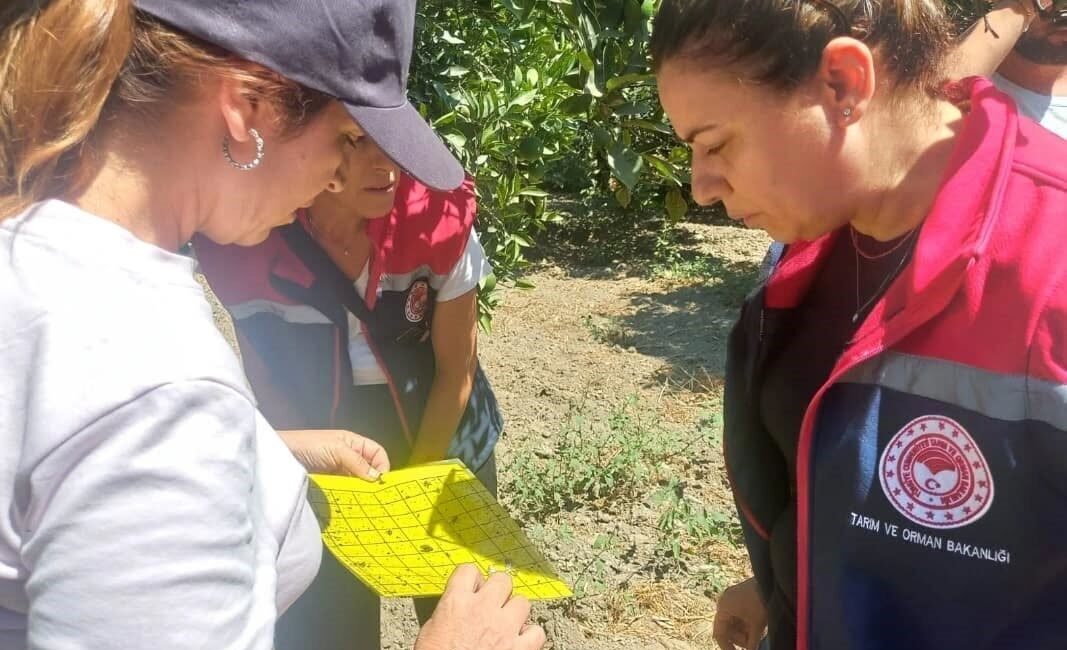 Aydın’da turunçgil üretimini tehdit eden hastalık ve zararlılara karşı uzman