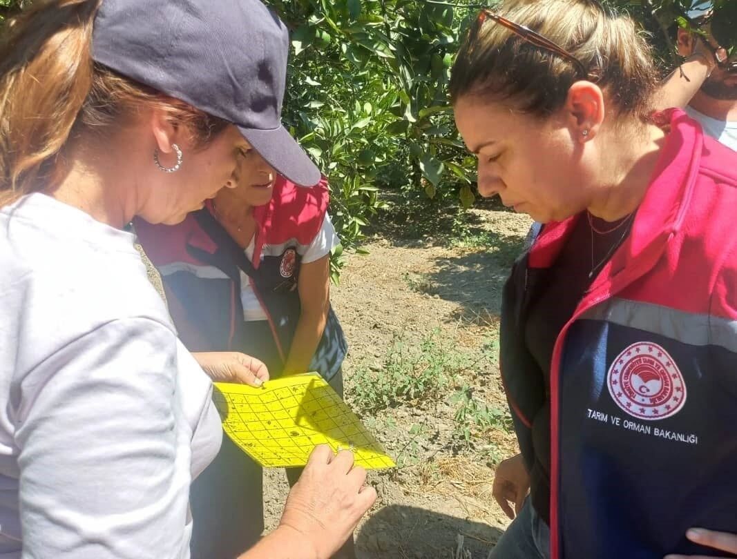 Aydın’da turunçgil üretimini tehdit eden hastalık ve zararlılara karşı uzman