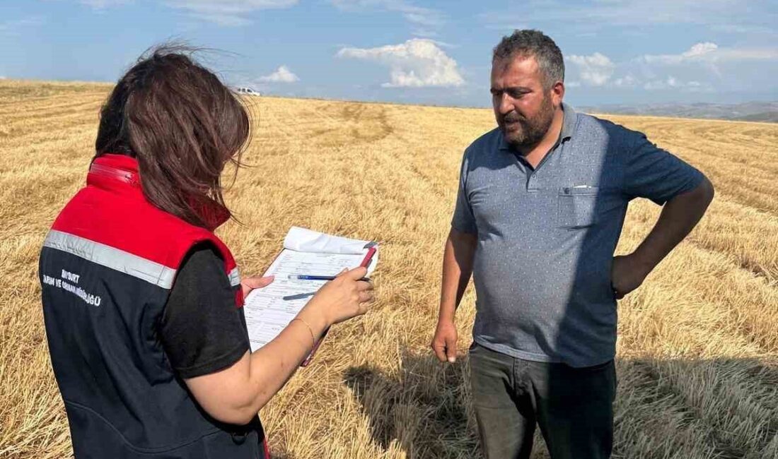 Bayburt’un Aydıntepe ilçesinde hasat sezonu başladı. Hasat sırasında dane kaybının
