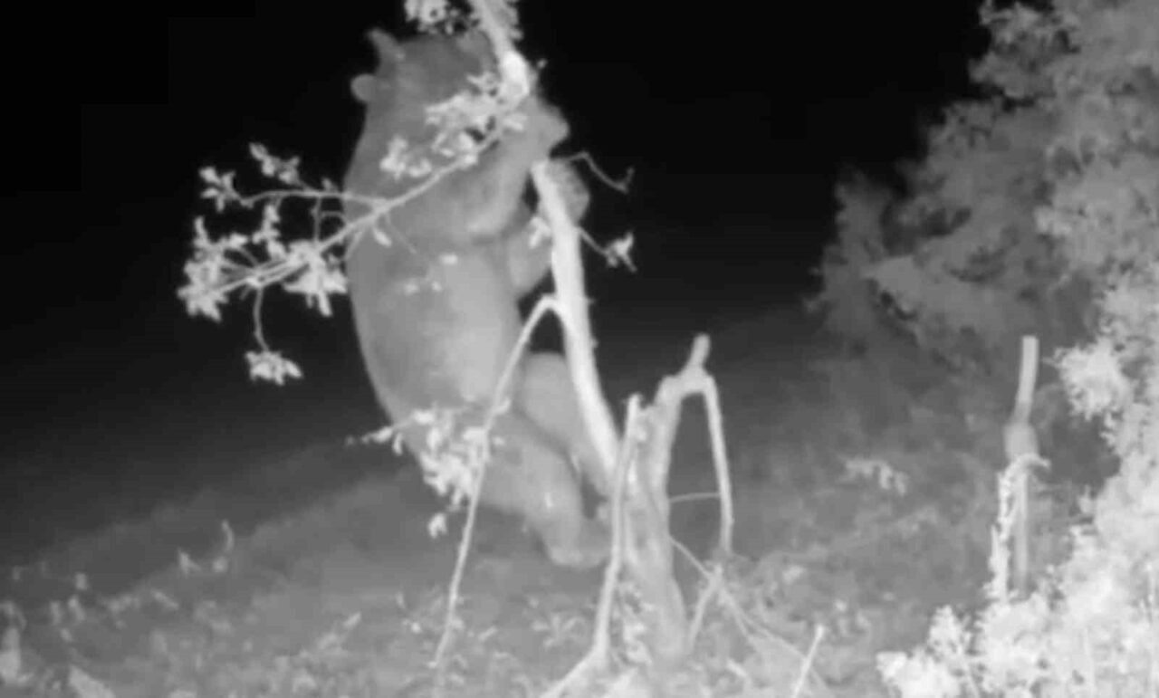 Kastamonu’nun Azdavay ilçesinde girdiği bahçedeki ağaçlara tırmanarak meyve yiyen ayı