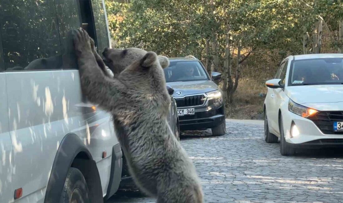Bitlis’in Ahlat, Güroymak ve Tatvan ilçe sınırları içinde bulunan Nemrut