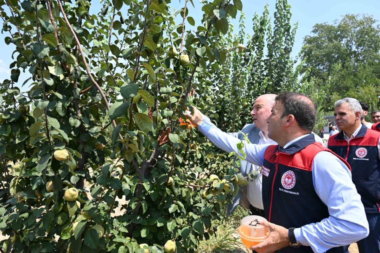 Denizli’de nar, ayva ve üzüm bağlarında kalıntılarla mücadele amacıyla üreticilere