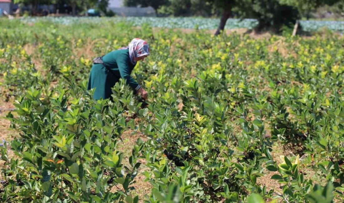 Samsun’un Bafra Ovası’nda aronya üretimi her geçen yıl artış gösteriyor.